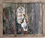 Barred Owl,  Photograph, Framed; Photographer, Deb Boylan, - value $75 